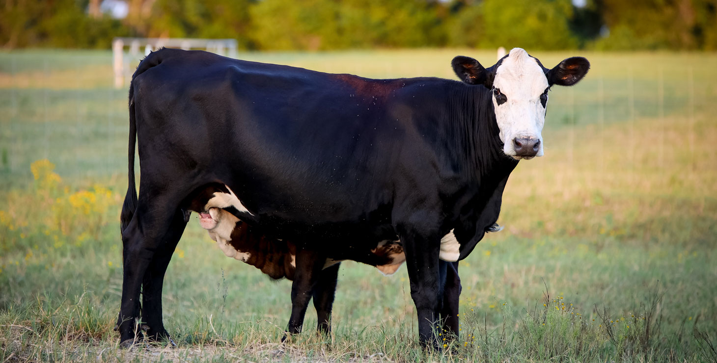 Una fotografía de una vaca mamá negra alimentando a su ternero en un pasto verde.